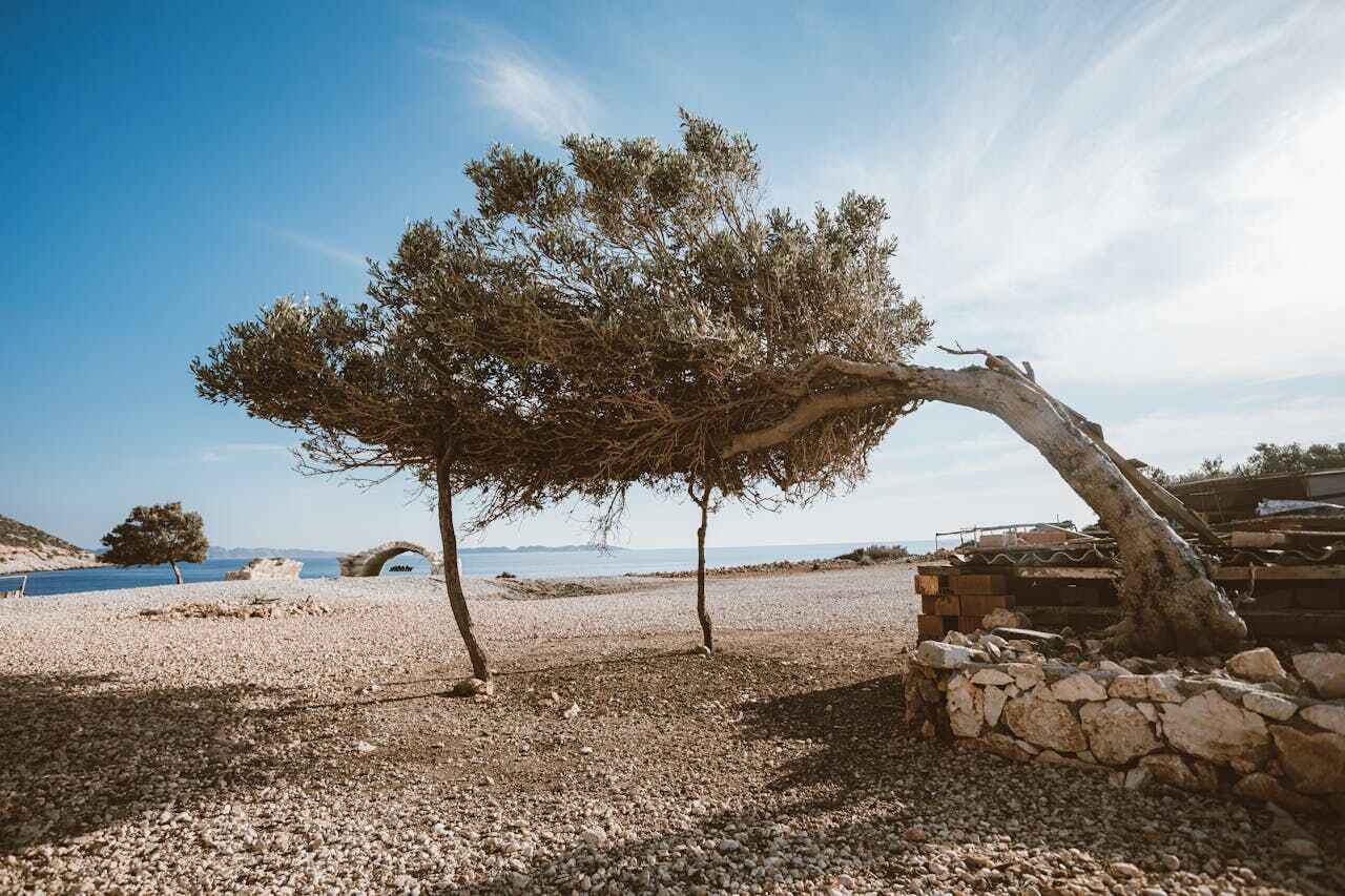 Palm Tree Trimming